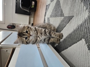Süße Kitten suchen ein für immer Zuhause  Bild 10