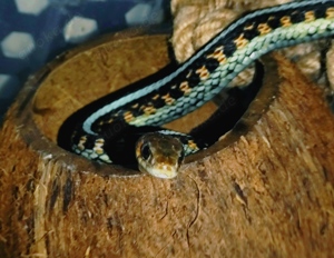 Thamnophis.s.infernalis Bild 1