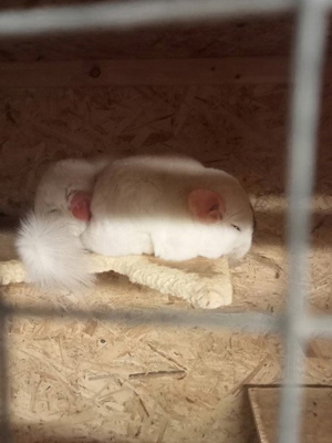 Chinchillas in verschiedenen Farben