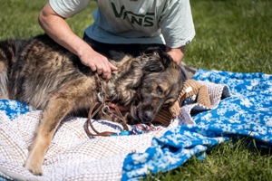 NOTFALL Liza, zZ in Ungarn, Hündin, kaukasischer Schäferhund (Owtscharka) verm reinrassig, groß Bild 9