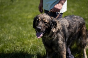NOTFALL Liza, zZ in Ungarn, Hündin, kaukasischer Schäferhund (Owtscharka) verm reinrassig, groß Bild 7