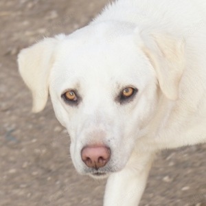  Gianna, geb. ca.02 2022,lebt in GRIECHENLAND,im städt. Tierheim Serres Bild 1