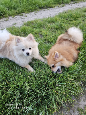 Pomeranian Pomerian Zwergspitz Bruder und Schwester Welpen suchen ein liebervolles Zuhause. Bild 5