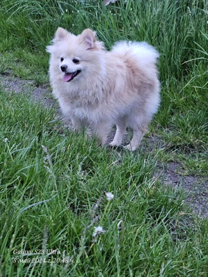 Pomeranian Pomerian Zwergspitz Bruder und Schwester Welpen suchen ein liebervolles Zuhause. Bild 3