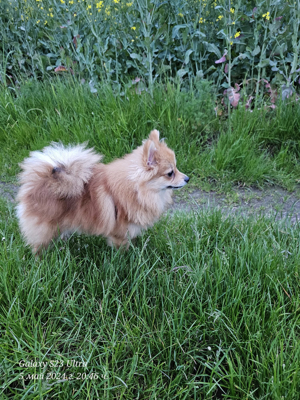 Pomeranian Pomerian Zwergspitz Bruder und Schwester Welpen suchen ein liebervolles Zuhause. Bild 4