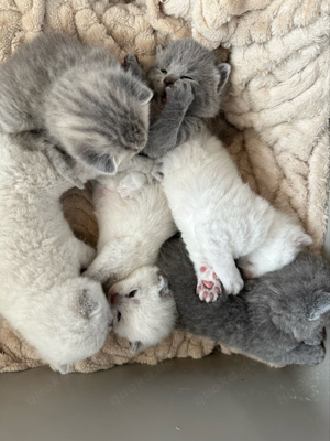 Britisch Kurzhaar Kitten zu verkaufen Bild 10