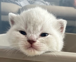 Britisch Kurzhaar Kitten zu verkaufen Bild 1