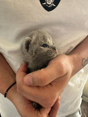 Britisch Kurzhaar Kitten zu verkaufen Bild 2