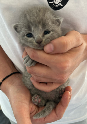 Britisch Kurzhaar Kitten zu verkaufen Bild 5