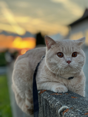 BKH deckkater in Creme 