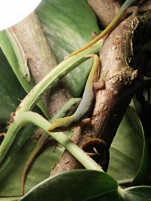Lygodactylus conraui  Bild 3
