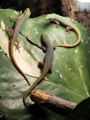 Lygodactylus conraui  Bild 2