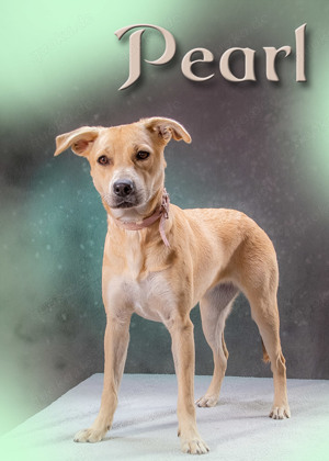 Pearl, ein Traumhund! Bild 2