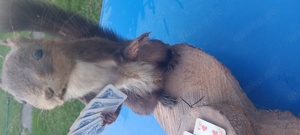  2 Einhörnchen beim Kartenspieln Tierpräparat Bild 6