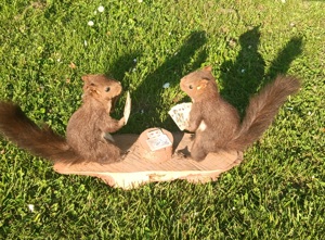  2 Einhörnchen beim Kartenspieln Tierpräparat Bild 9