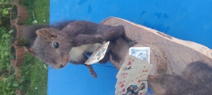  2 Einhörnchen beim Kartenspieln Tierpräparat Bild 5
