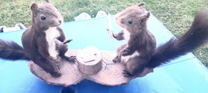  2 Einhörnchen beim Kartenspieln Tierpräparat Bild 7
