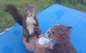  2 Einhörnchen beim Kartenspieln Tierpräparat Bild 2