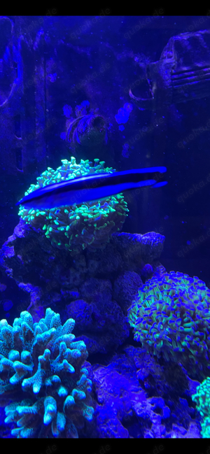 Red Sea  Meerwasseraquarium ca 250 Liter abzugeben.. Fische-Korallen bis 24.05.24 250  komplett  Bild 10