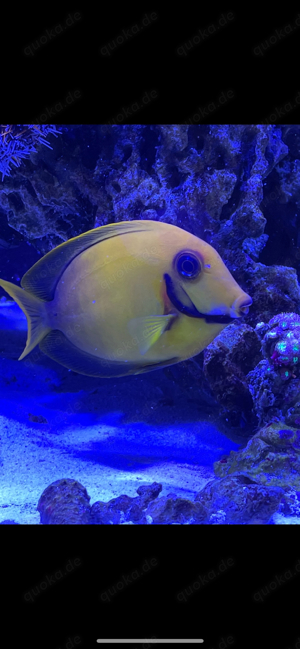 Red Sea  Meerwasseraquarium ca 250 Liter abzugeben.. Fische-Korallen bis 24.05.24 250  komplett  Bild 9