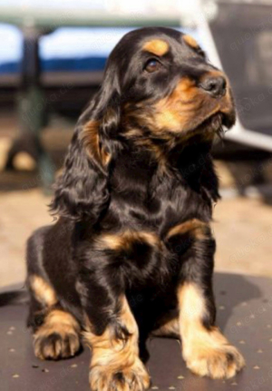 Cocker Spaniel Welpen 