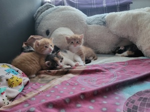 4 Kleine (Mischling)Kätzchen Suchen ein liebevolles Zuhause!(alle reserviert) Bild 9