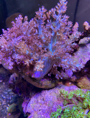 Keniabäumchen Korallen Meerwasseraquaristik Bild 1