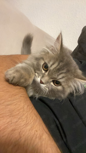Geschlechtsreifer Kater sucht Partnerin