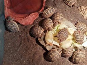 Griechische Landschildkröte Testudo hermanni Bild 1