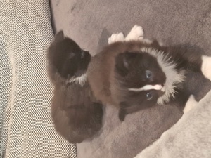 Reinrassige zuckersüße XL Maine Coon Kitten  Bild 4