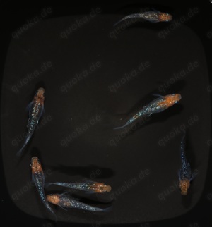 Medaka Aurora Yellow Lame "Orange Head Dark Body" - Oryzias Bild 6