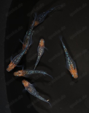 Medaka Aurora Yellow Lame "Orange Head Dark Body" - Oryzias Bild 8