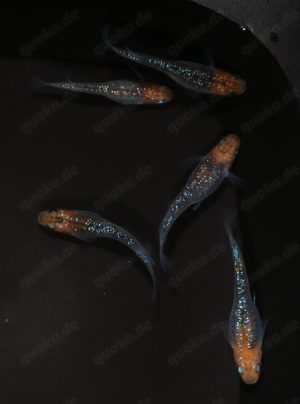 Medaka Aurora Yellow Lame "Orange Head Dark Body" - Oryzias Bild 7