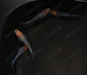 Medaka Aurora Yellow Lame "Orange Head Dark Body" - Oryzias Bild 5