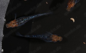 Medaka Aurora Yellow Lame "Orange Head Dark Body" - Oryzias Bild 10