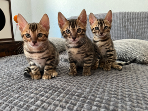 3 bengal kitten + Katzenmutter + Katzensachen Bild 1