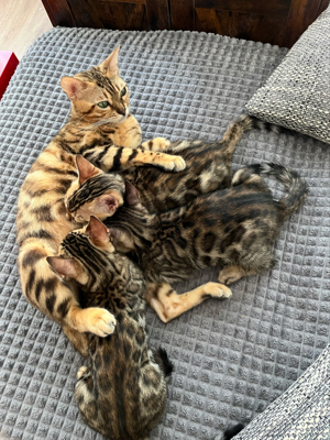 3 bengal kitten + Katzenmutter + Katzensachen Bild 8