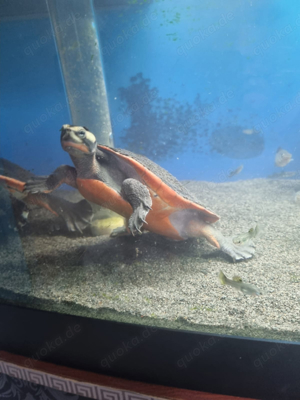 Rotbauch-Spitzkopf-Schildkröten männlich Bild 3