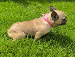 Französische Bulldogge MINI Weibchen 8 Monate alt Bild 5