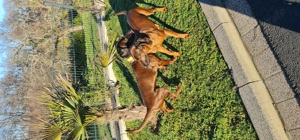Wurfankündigung BGS Bayerischer Gebirgsschweißhund  Bild 4