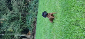 Wurfankündigung BGS Bayerischer Gebirgsschweißhund  Bild 9