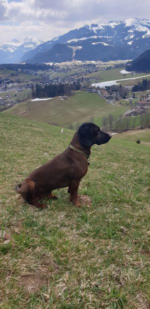Wurfankündigung BGS Bayerischer Gebirgsschweißhund  Bild 6