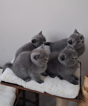 ZUM knuddeln. 4 Bkh Kitten suchen ein neues Zuhause.  Bild 2