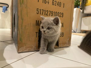 BKH Kitten Britisch Kurzhaar Katzenbaby Bild 1