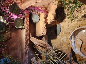 Terrarium mit 3 Leopadengeckodamen  Bild 9