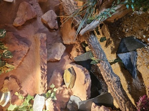 Terrarium mit 3 Leopadengeckodamen  Bild 10
