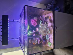 160 Liter Meerwasseraquarium  Bild 2