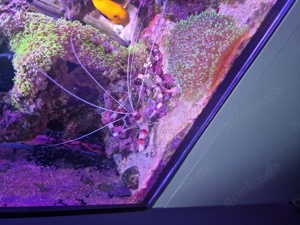 160 Liter Meerwasseraquarium  Bild 4