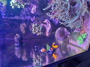 160 Liter Meerwasseraquarium  Bild 5