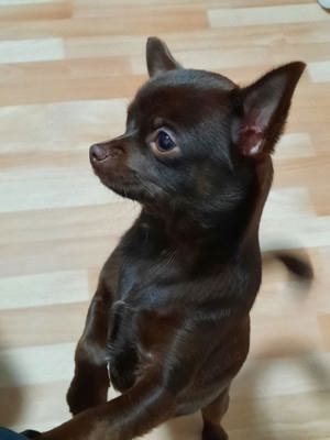 Chihuahua Welpen  Bild 7